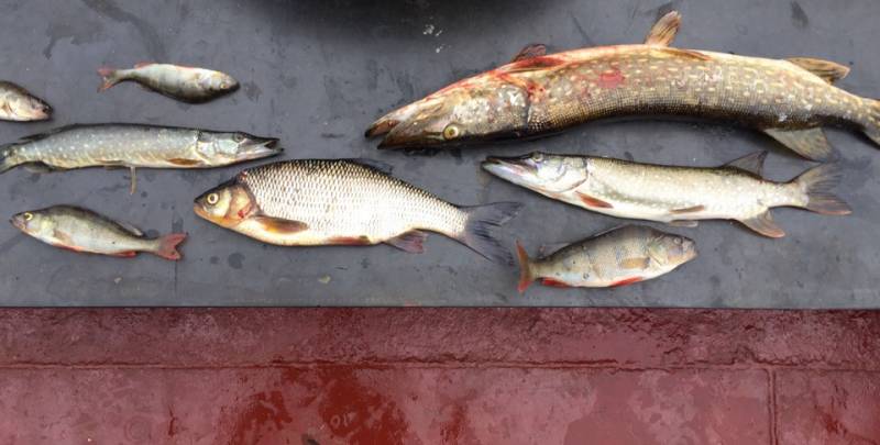 Фотоотчет по рыбе: Щука, Язь, Окунь. Место рыбалки: Рыбинское водохранилище