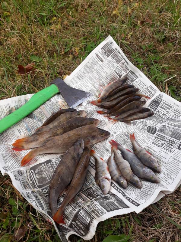 Фотоотчет по рыбе: Окунь. Место рыбалки: Вологодская область