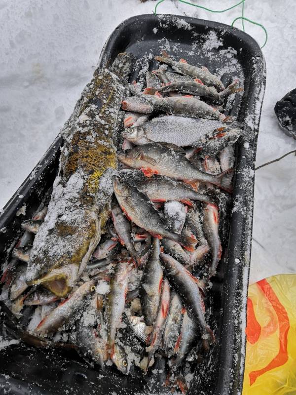 Фотоотчет по рыбе: Налим, Окунь. Место рыбалки: озеро Сямозеро (Респ. Карелия)