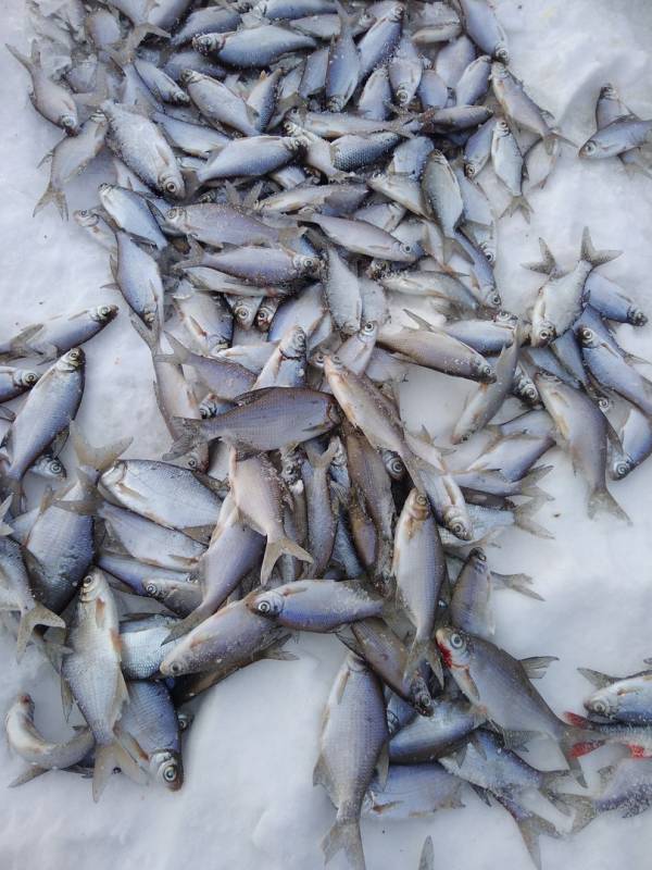 Фотоотчет по рыбе: Густера, Лещ. Место рыбалки: Республика Татарстан
