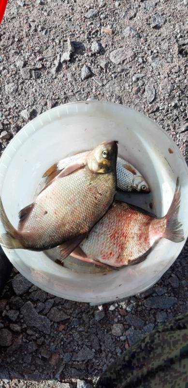 Фотоотчет по рыбе: Лещ, Плотва. Место рыбалки: Суходольское озеро