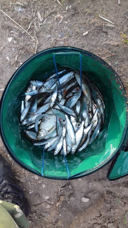 Фотоотчет по рыбе: Уклейка. Место рыбалки: Самарская область