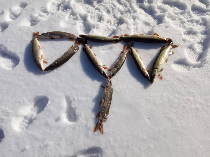 Фотоотчет по рыбе: Щука. Место рыбалки: Вазузское водохранилище