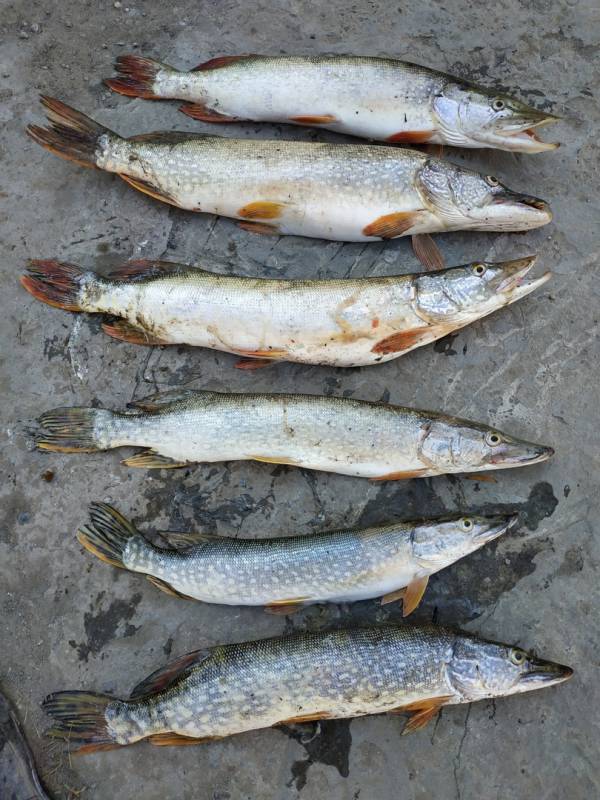 Фотоотчет с рыбалки. Место: Барнаул (Алтайский край)