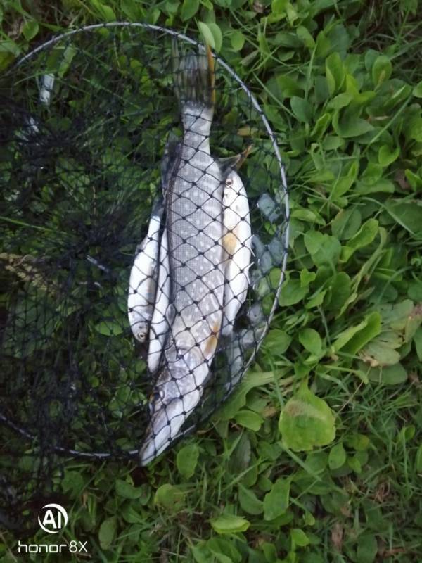 Фотоотчет по рыбе: Щука. Место рыбалки: Новосибирское водохранилище
