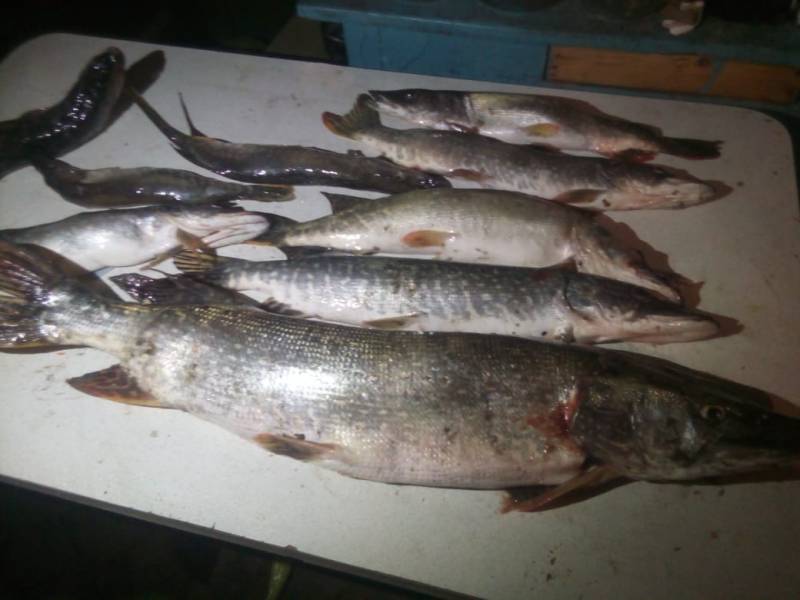Фотоотчет с рыбалки. Место: Алтайский край