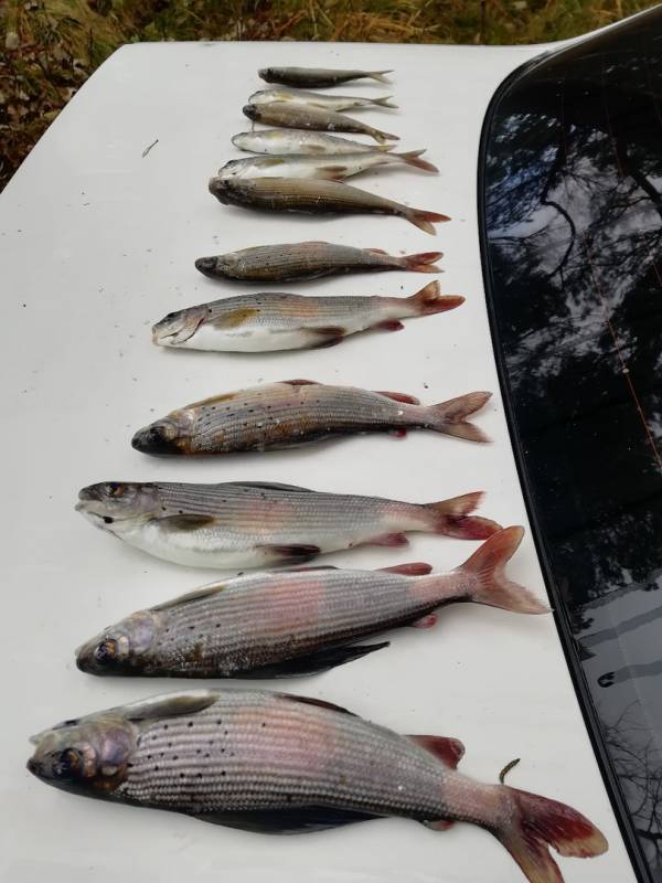 Фотоотчет по рыбе: Хариус. Место рыбалки: Алтайский край