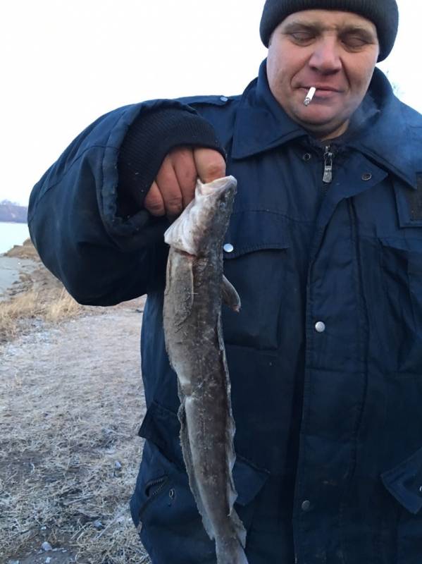 Фотоотчет по рыбе: Налим. Место рыбалки: Барнаул (Алтайский край)