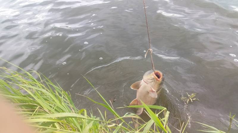 Фотоотчет по рыбе: Карп. Место рыбалки: Орловская область