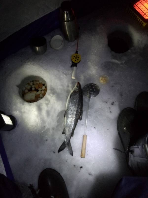 Фотоотчет по рыбе: Сиг. Место рыбалки: Имандра