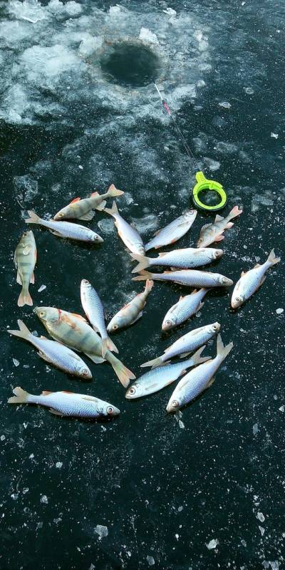 Фотоотчет по рыбе: Окунь, Плотва. Место рыбалки: Орловская область