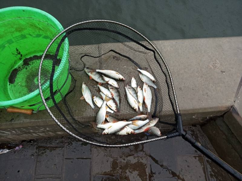 Фотоотчет по рыбе: Окунь, Плотва. Место рыбалки: Орловская область