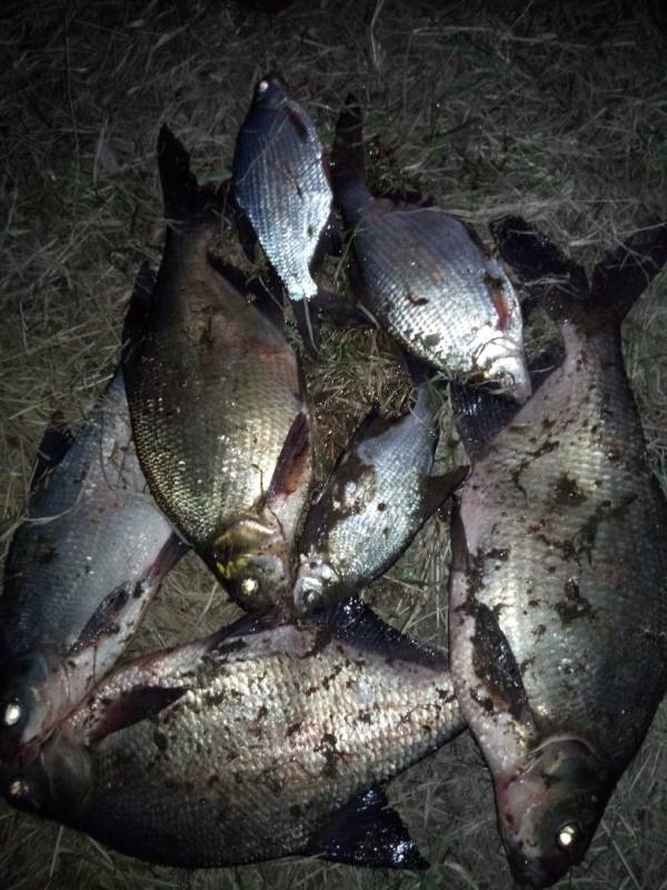 Фотоотчет по рыбе: Лещ. Место рыбалки: Удмуртская Республика