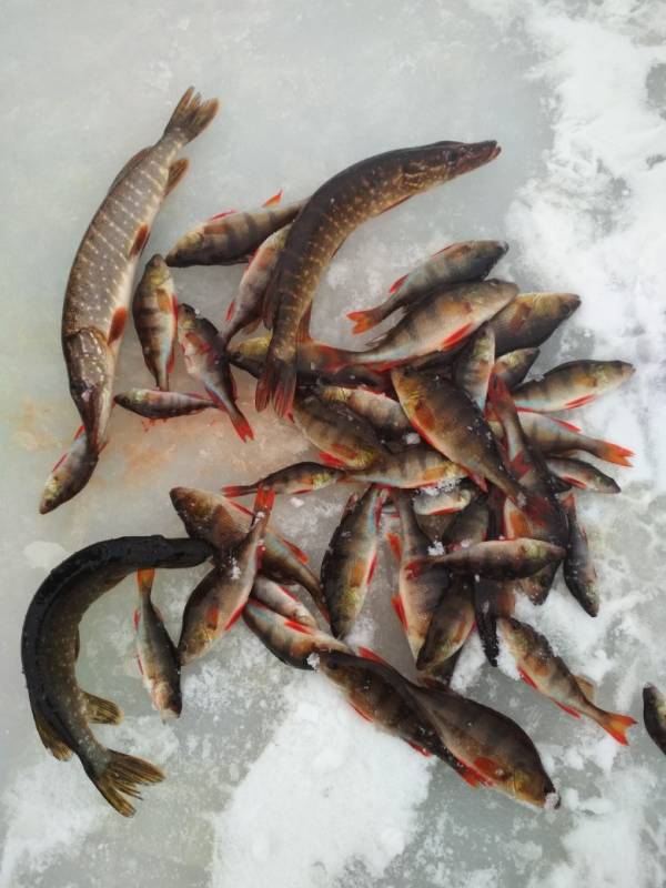 Фотоотчет по рыбе: Щука, Окунь. Место рыбалки: Кировская область