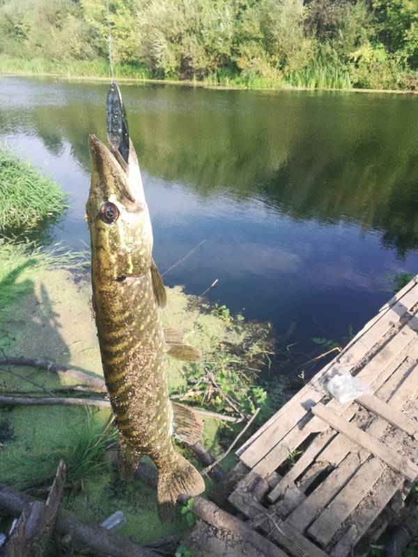 Фотоотчет с рыбалки. Место: Курчатов