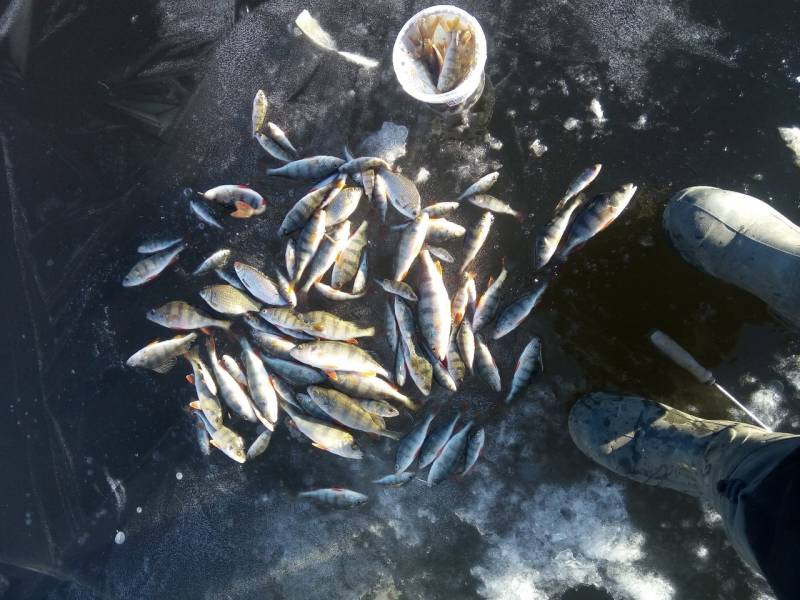 Фотоотчет по рыбе: Окунь. Место рыбалки: Курск (Курская область)