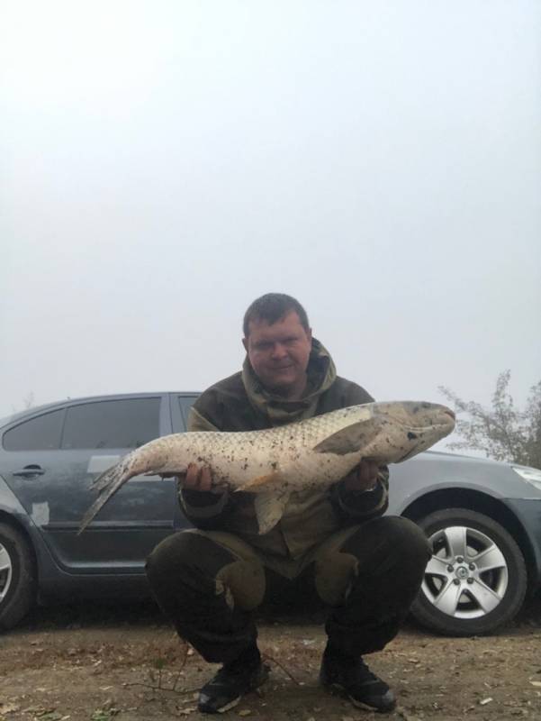 Фотоотчет по рыбе: Амур Белый. Место рыбалки: Кореновск (Краснодарский край)