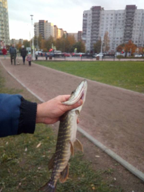 Фотоотчет по рыбе: Щука. Место рыбалки: Санкт-Петербург