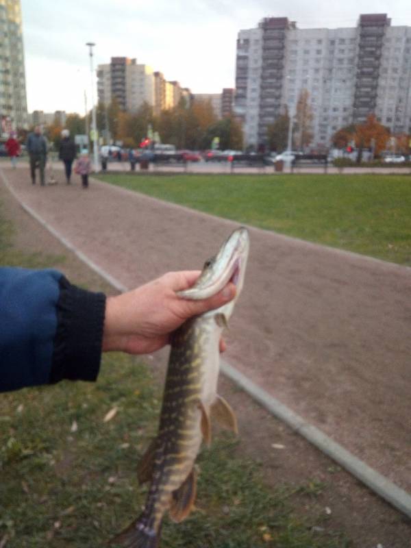 Фотоотчет по рыбе: Щука. Место рыбалки: Суходольское озеро