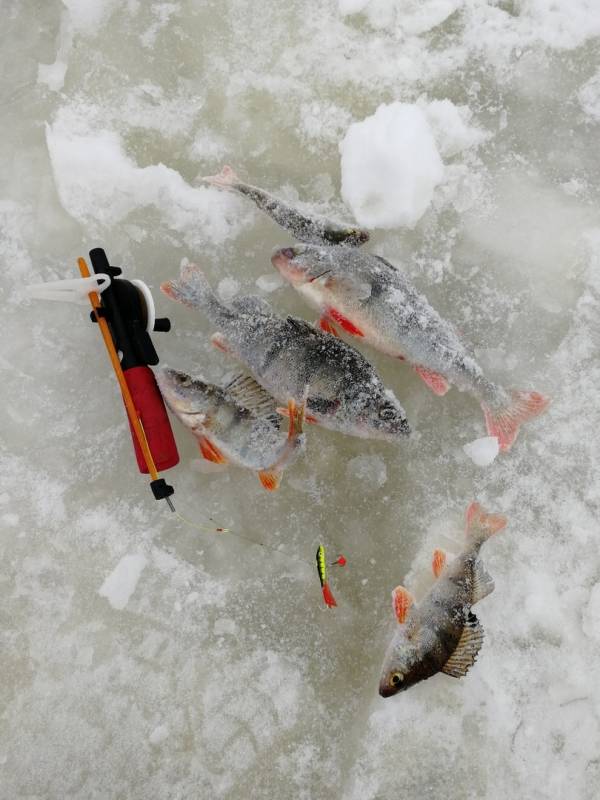 Фотоотчет по рыбе: Окунь. Место рыбалки: Спасское озеро (Нижегородская обл.)