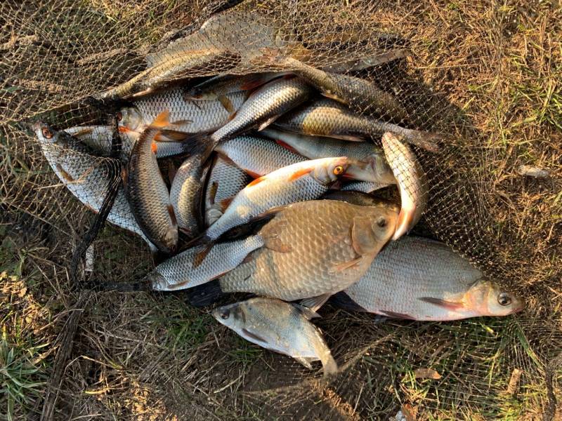 Фотоотчет по рыбе: Карась, Лещ, Плотва. Место рыбалки: Рязанская область