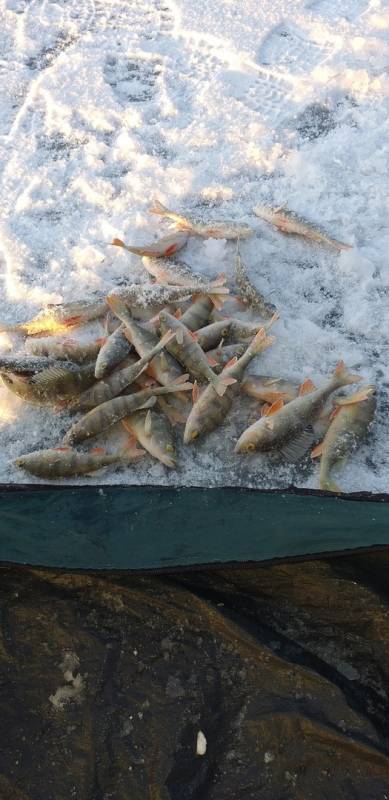 Фотоотчет по рыбе: Окунь. Место рыбалки: Красноярский край