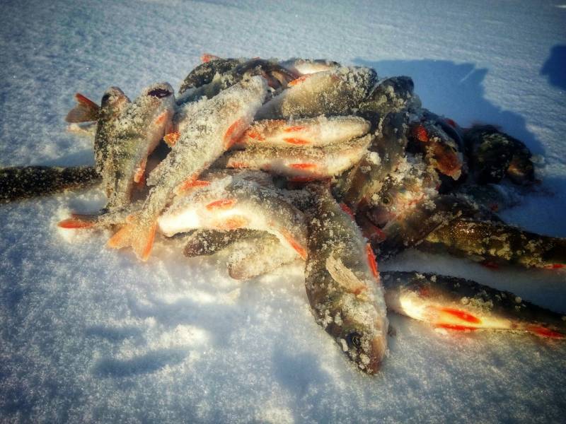 Фотоотчет по рыбе: Окунь. Место рыбалки: Красноярский край