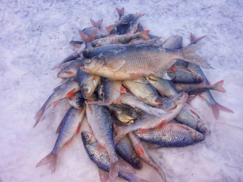 Фотоотчет по рыбе: Лещ, Плотва. Место рыбалки: Красноярское водохранилище