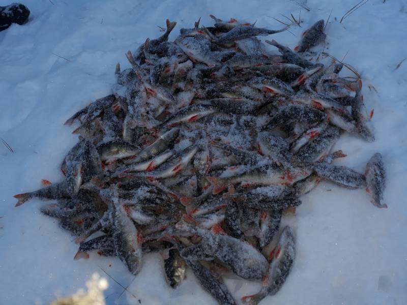 Фотоотчет по рыбе: Окунь. Место рыбалки: Красноярский край