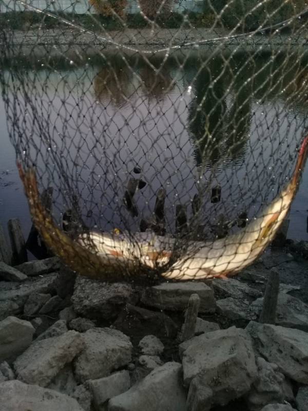 Фотоотчет по рыбе: Щука. Место рыбалки: Тахтамукайский район
