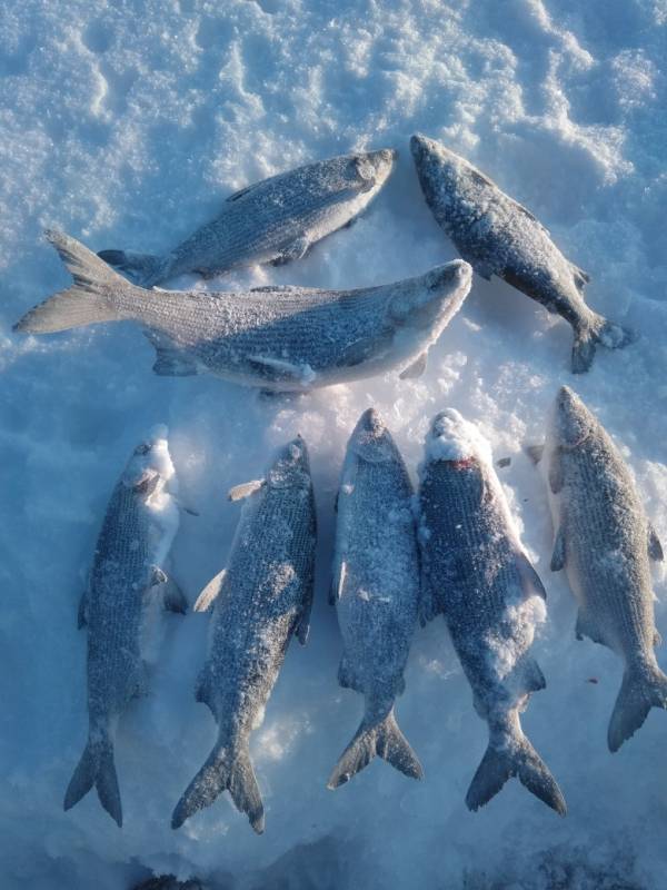 Фотоотчет по рыбе: Пелядь. Место рыбалки: Россия