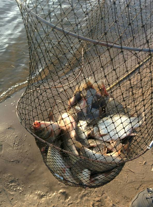 Фотоотчет по рыбе: Карась. Место рыбалки: Куйбышевское водохранилище