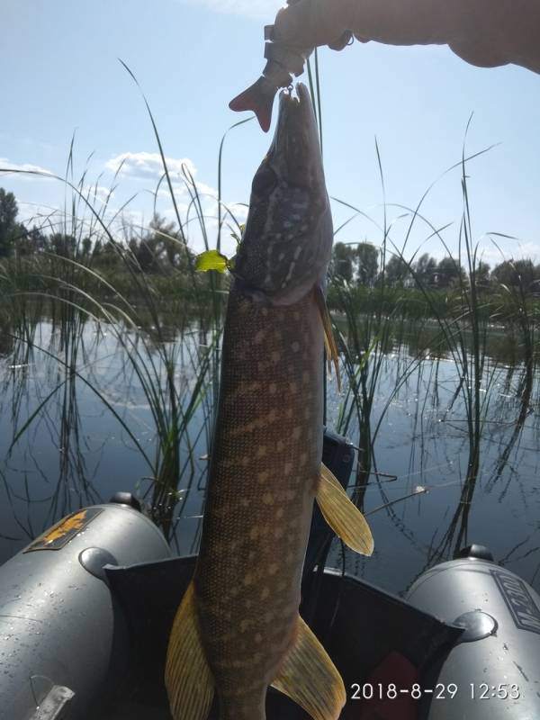 Фотоотчет по рыбе: Щука. Место рыбалки: Куйбышевское водохранилище