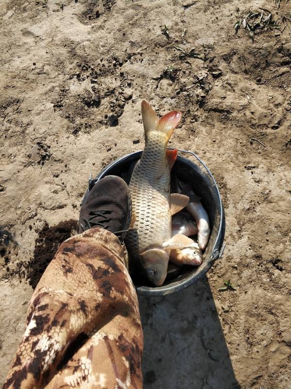 Фотоотчет по рыбе: Вобла, Сазан. Место рыбалки: Камызякский район