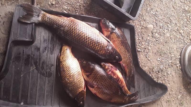 Фотоотчет по рыбе: Карп, Сазан. Место рыбалки: Миасский городской пруд