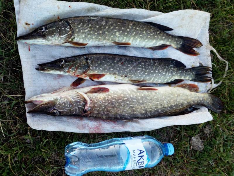 Фотоотчет по рыбе: Щука. Место рыбалки: Миасский городской пруд