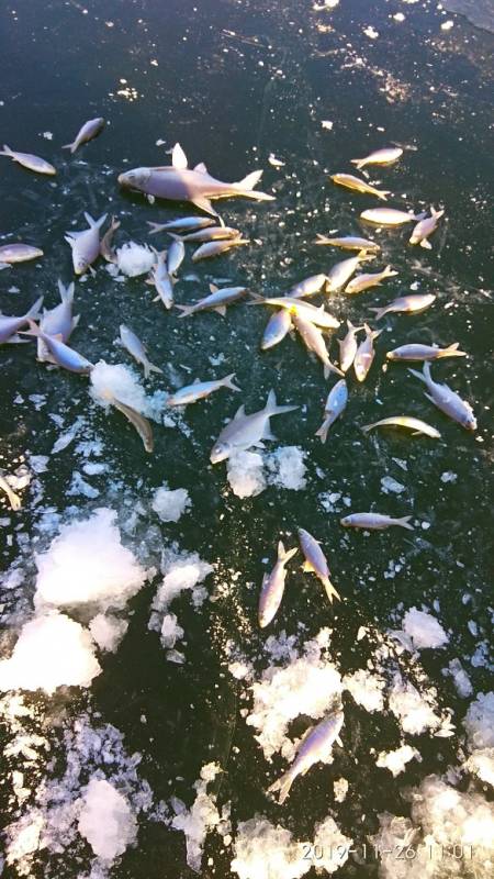 Фотоотчет по рыбе: Лещ, Плотва. Место рыбалки: Россия