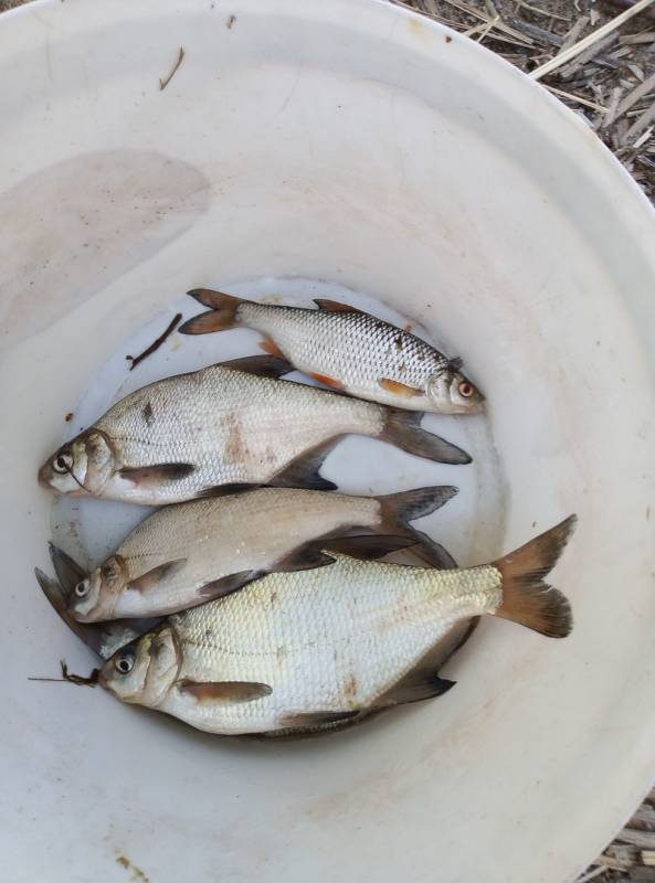 Фотоотчет по рыбе: Лещ, Плотва. Место рыбалки: Саратовская область