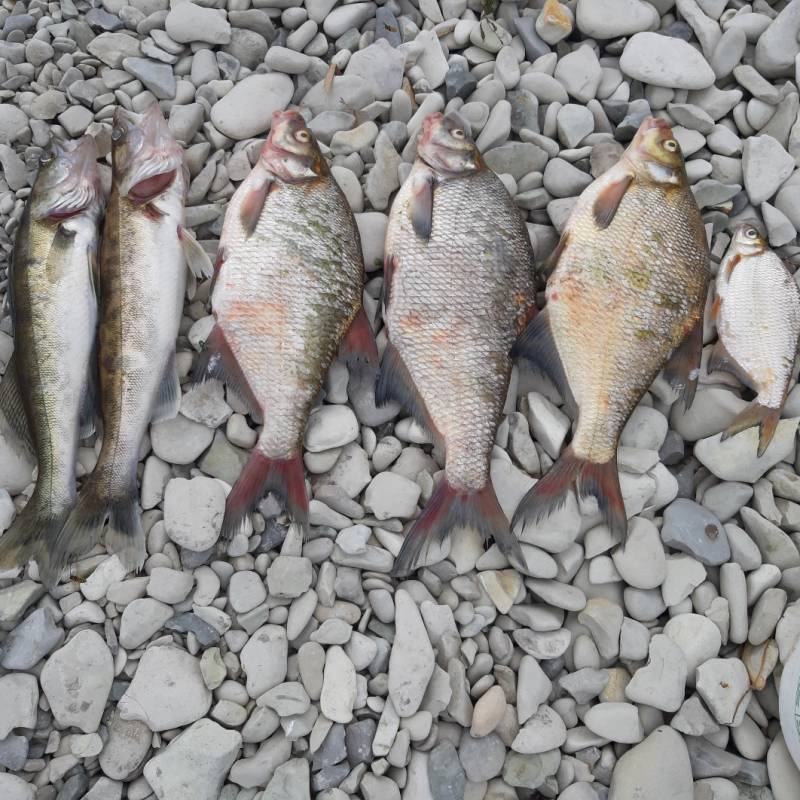 Фотоотчет по рыбе: Лещ, Судак. Место рыбалки: Саратовская область