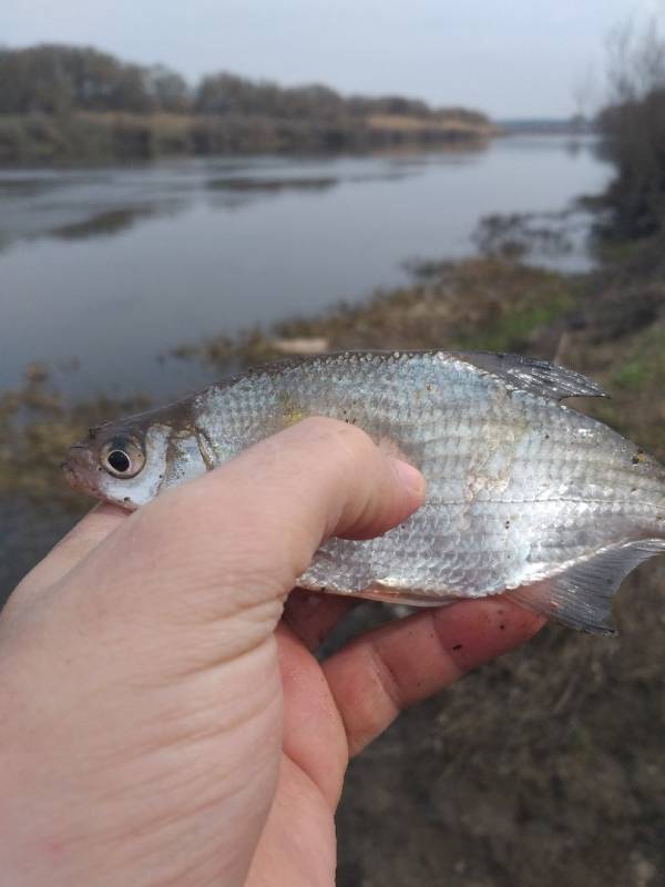 Фотоотчет с рыбалки. Место: Воронеж (Воронежская обл.)