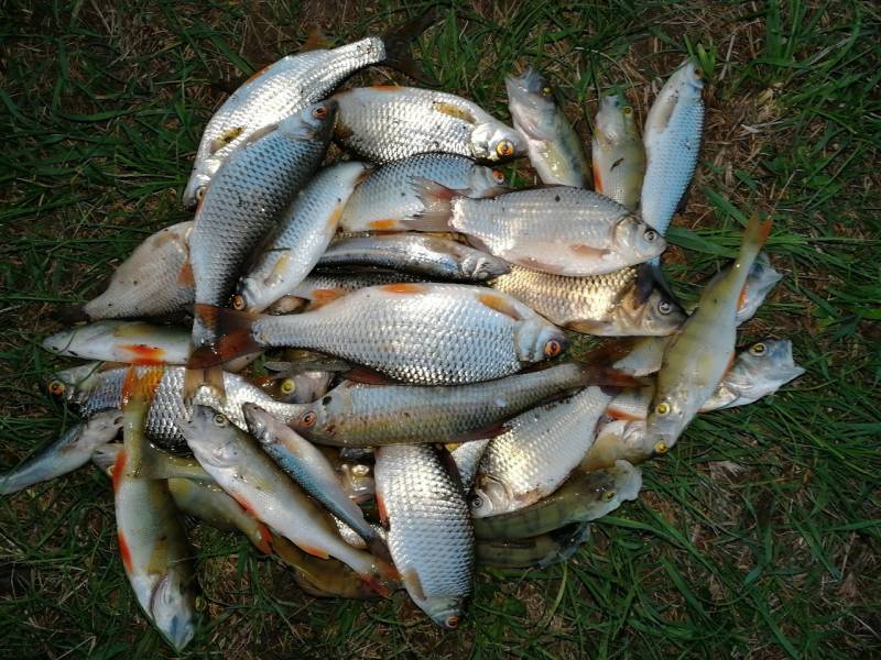 Фотоотчет по рыбе: Окунь, Плотва, Пескарь. Место рыбалки: Липецкая область
