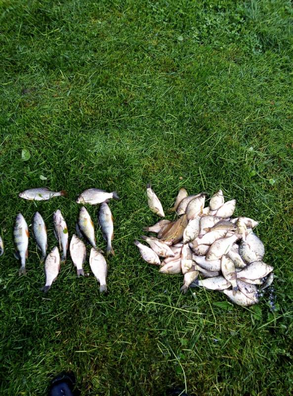 Фотоотчет по рыбе: Карась, Окунь, Плотва. Место рыбалки: Липецкая область