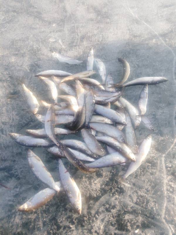 Фотоотчет по рыбе: Рипус (Ряпушка). Место рыбалки: Россия