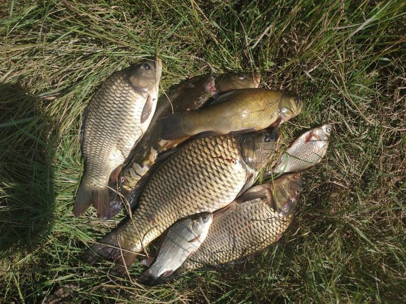 Фотоотчет по рыбе: Карп, Карась, Линь. Место рыбалки: Липецкая область