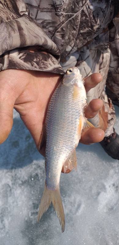 Фотоотчет по рыбе: Плотва. Место рыбалки: Омская область
