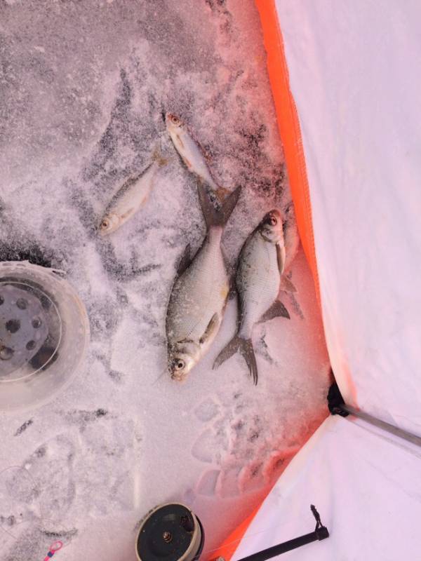 Фотоотчет по рыбе: Густера, Плотва. Место рыбалки: Челябинская область