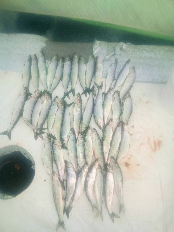 Фотоотчет по рыбе: Рипус (Ряпушка). Место рыбалки: Челябинская область
