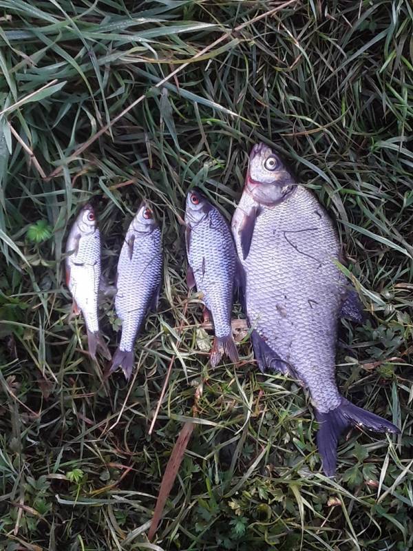Фотоотчет по рыбе: Лещ, Плотва. Место рыбалки: Тверская область