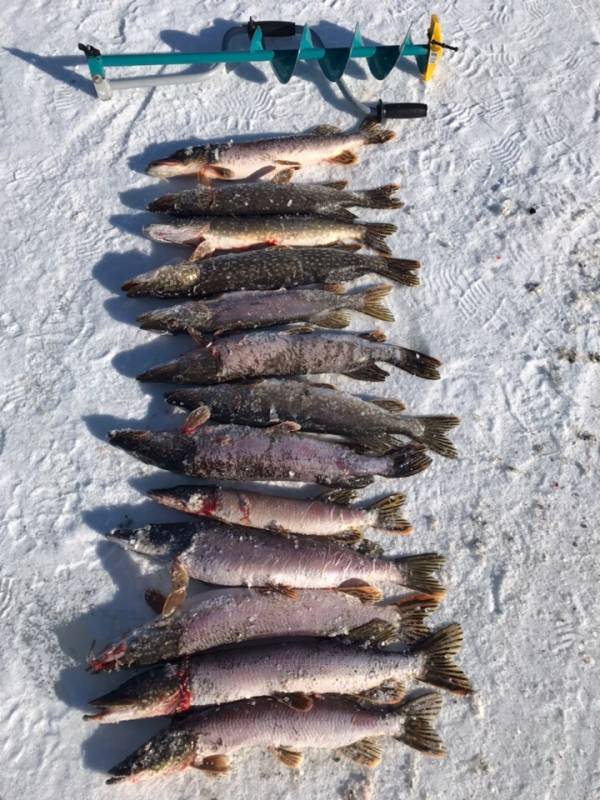 Фотоотчет по рыбе: Щука. Место рыбалки: Ярославская область