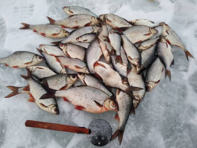 Фотоотчет по рыбе: Лещ, Плотва. Место рыбалки: Рыбинское водохранилище